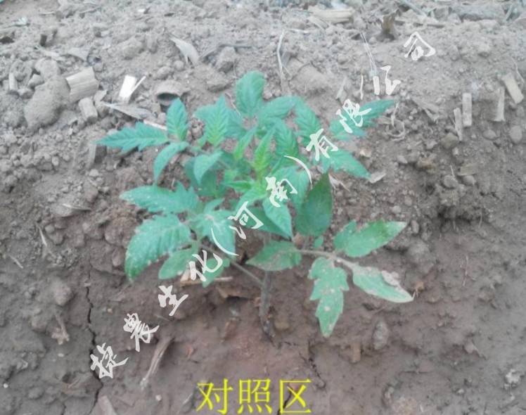 西红柿根系不好，西红柿水溶肥，促根肥