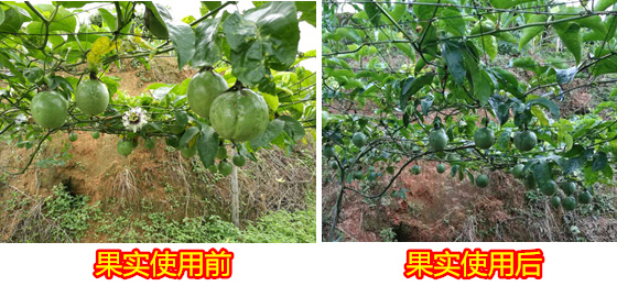 根统管水溶肥,水溶肥效果 ,百香果根肥
