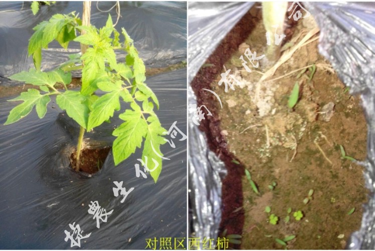 根统管水溶肥,水溶肥效果,根部肥