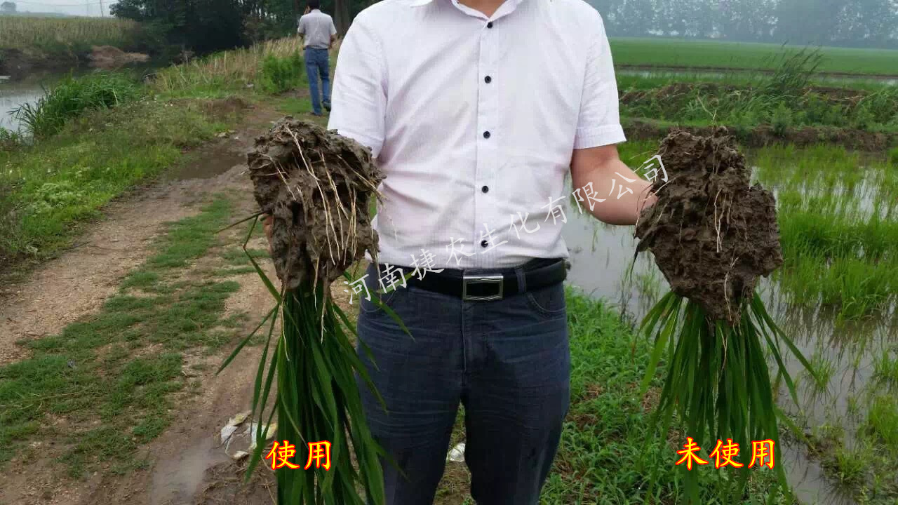 根统管水溶肥,水溶肥效果,水稻根肥