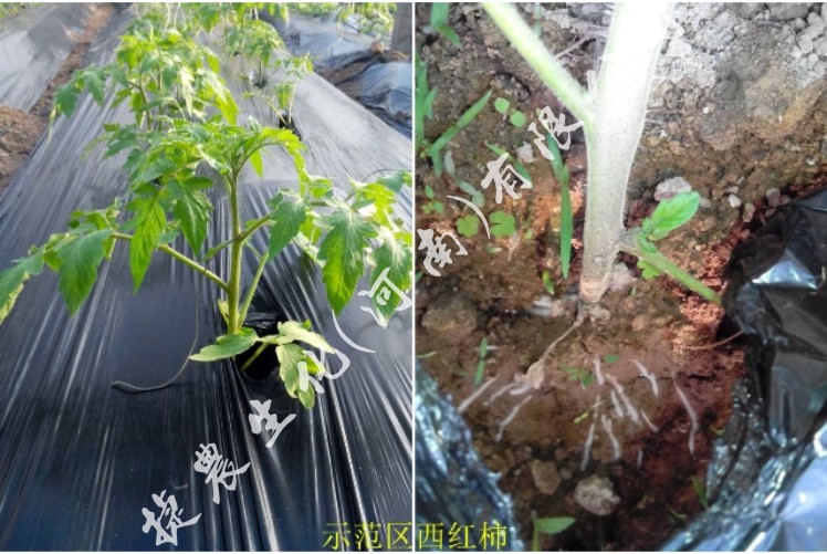 根统管水溶肥,水溶肥效果,根部肥