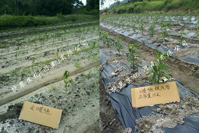 根统管水溶肥,水溶肥效果,辣椒根部肥