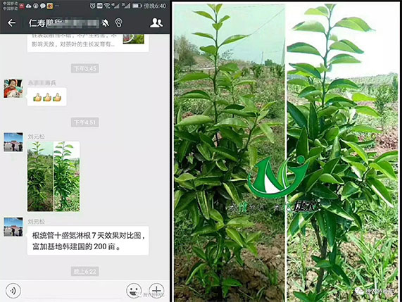 根统管水溶肥,水溶肥效果 ,柑橘根肥