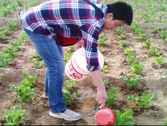 根统管水溶肥,水溶肥效果,根部肥,芹菜肥料 