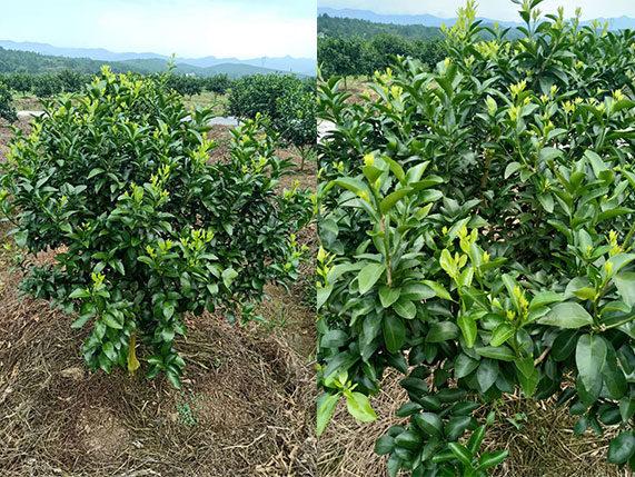 柑橘专用水溶肥,根统管水溶肥,鼎效能量水溶肥