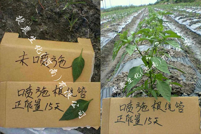 根统管水溶肥,水溶肥效果,辣椒根部肥