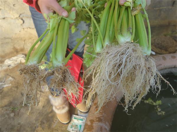 根统管水溶肥,水溶肥效果,根部肥,芹菜肥料 