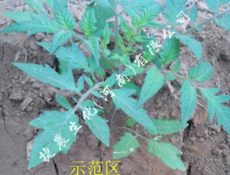 西红柿根系不好，西红柿水溶肥，促根肥