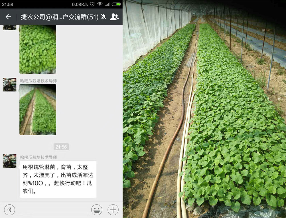 根统管水溶肥,水溶肥效果,哈密瓜根部肥 