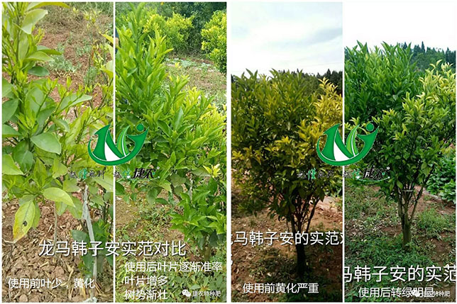 根统管水溶肥,水溶肥效果,柑橘根部肥