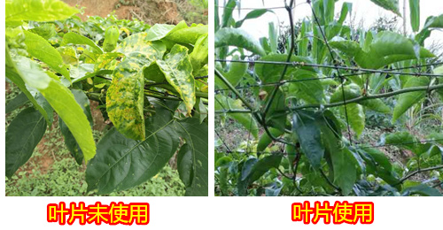 根统管水溶肥,水溶肥效果 ,百香果根肥