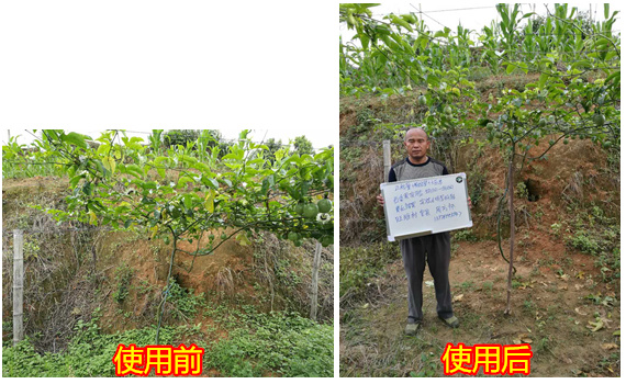 根统管水溶肥,水溶肥效果 ,百香果根肥