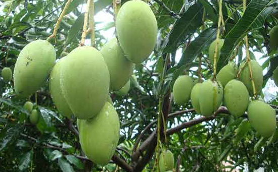 芒果如何施肥,芒果需肥特點(diǎn),芒果施肥技術(shù)