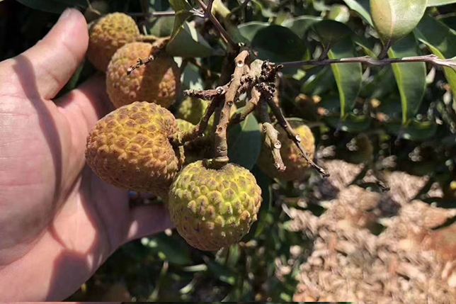 荔枝日灼,荔枝皮薄,荔枝病害,荔枝水溶肥