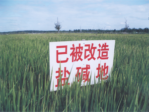 碱地肥料,碱地调理,碱地用肥