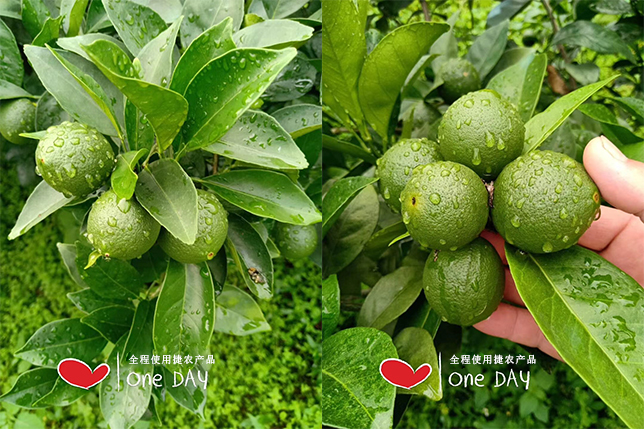 柑橘果皮靓,柑橘果皮光滑发亮,柑橘果皮光亮用药