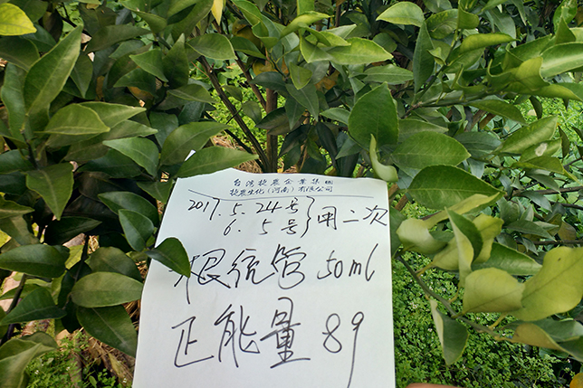 柑橘黄化,柑橘黄化落叶,柑橘黄化落叶是什么病