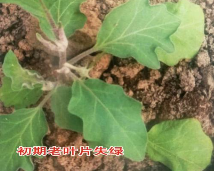 茄子缺素症图片及防治?茄子缺素是什么原因?