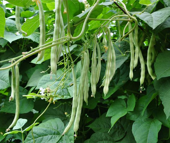 豆角生长期怎样管理?豆角采收期大约几天?
