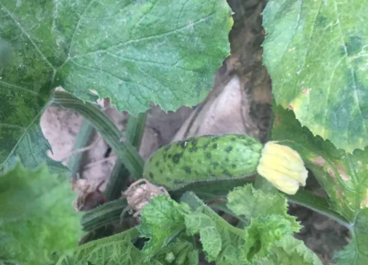 西葫芦病毒病的防治方法?