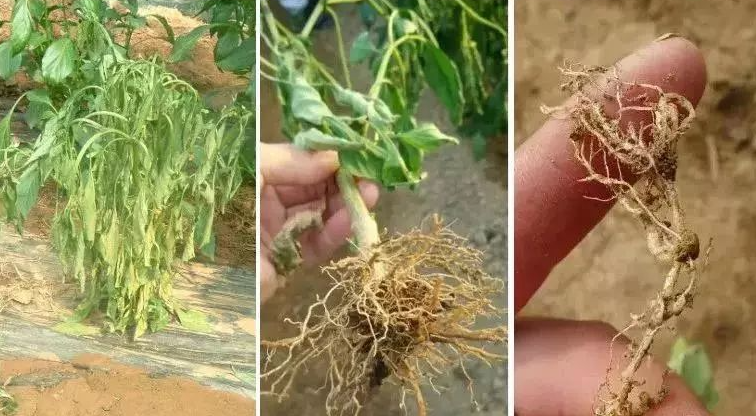 根系不发达,植物根系,根系肥料
