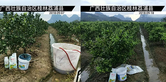 柑橘叶面肥,柑橘水溶肥,柑橘用肥