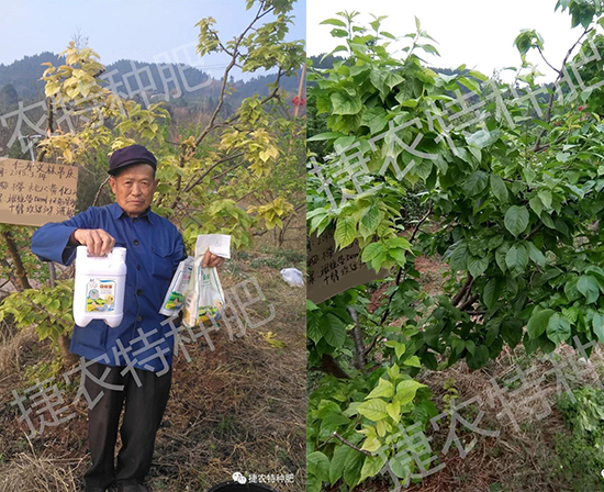 樱桃叶子黄,樱桃施肥,樱桃叶面肥