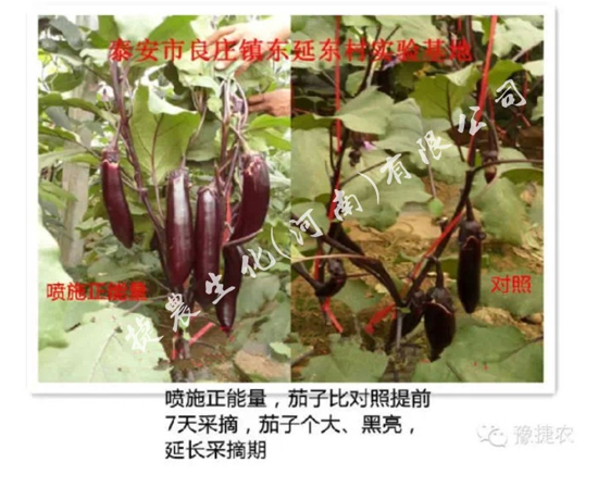 茄子黄叶,茄子叶面肥,茄子肥料