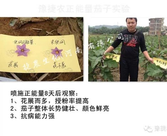 茄子黄叶,茄子叶面肥,茄子肥料