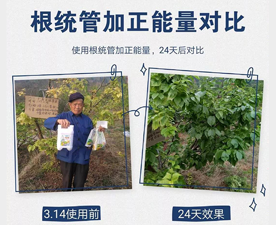 樱桃叶子黄,樱桃施肥,樱桃叶面肥