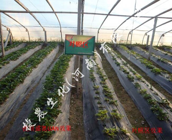 草莓施肥,草莓肥料,草莓氮肥