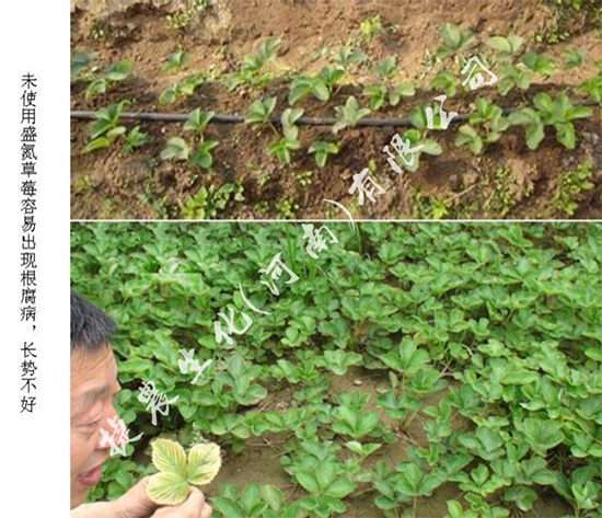 草莓施肥,草莓肥料,草莓氮肥