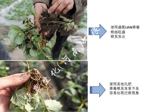 草莓施肥,草莓肥料,草莓氮肥