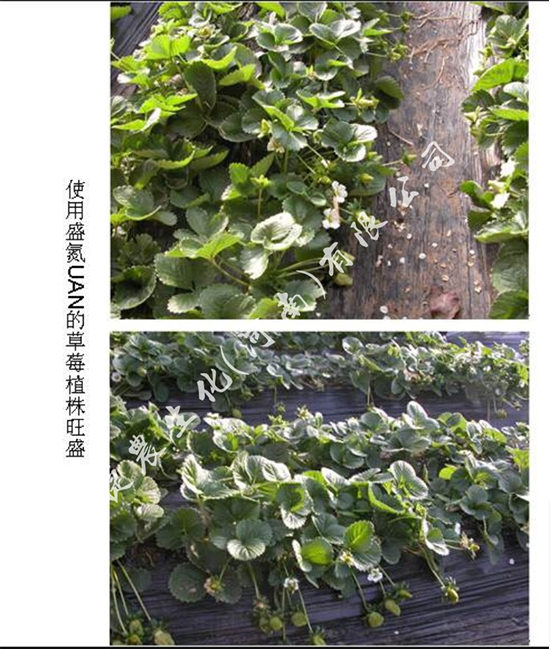 草莓施肥,草莓肥料,草莓氮肥