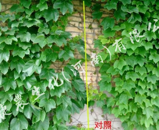 绿植施肥,绿植叶面肥,绿植肥料