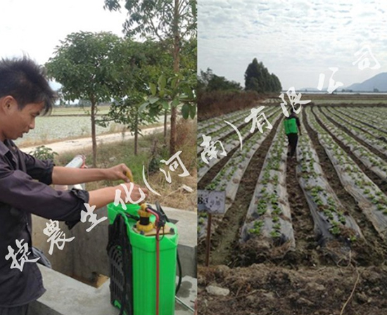 生菜长势好,生菜施肥,生菜肥料