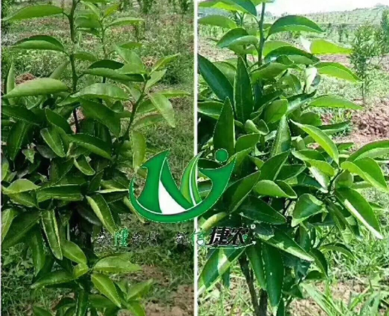 柑橘生根剂,柑橘肥料,柑橘提苗