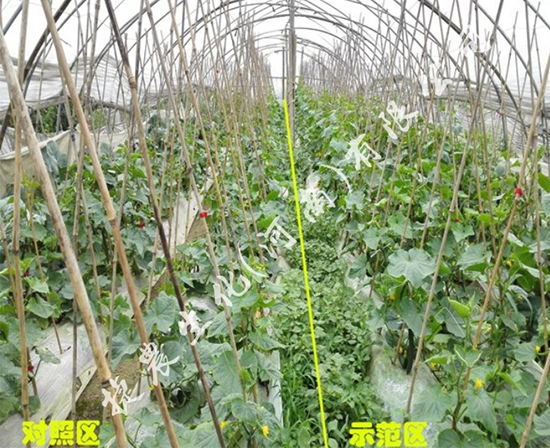 黄瓜高产肥,黄瓜水溶肥,黄瓜冲施肥