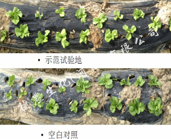 生菜长势好,生菜施肥,生菜肥料