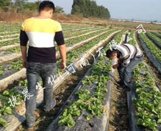 生菜长势好,生菜施肥,生菜肥料