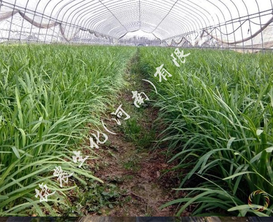 韭菜水溶肥,韭菜肥料,韭菜施肥