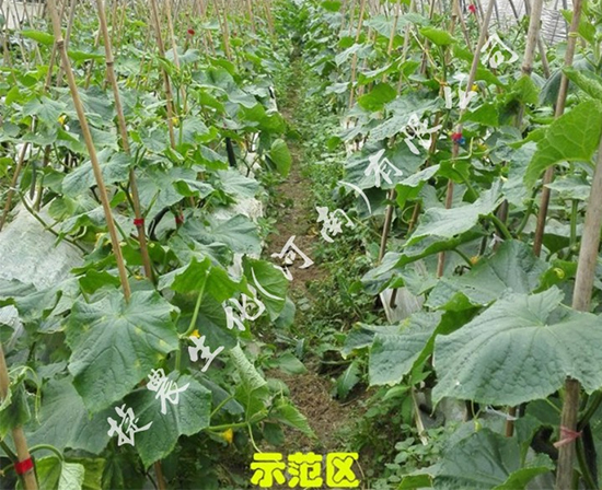 黄瓜高产肥,黄瓜水溶肥,黄瓜冲施肥