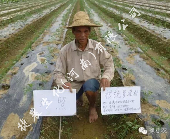 圣女果根腐病,圣女果叶面肥,圣女果肥料