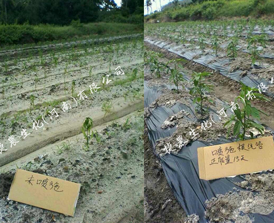 辣椒生根剂,辣椒用肥,辣椒种植