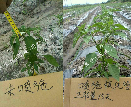 辣椒生根剂,辣椒用肥,辣椒种植