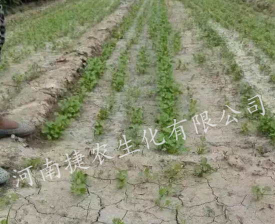 香菜肥料,香菜叶面肥,香菜种植