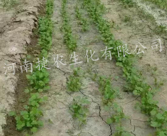 香菜肥料,香菜叶面肥,香菜种植