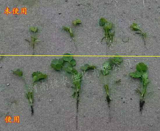 香菜肥料,香菜叶面肥,香菜种植