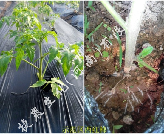 大棚西红柿,西红柿肥料,西红柿根系弱