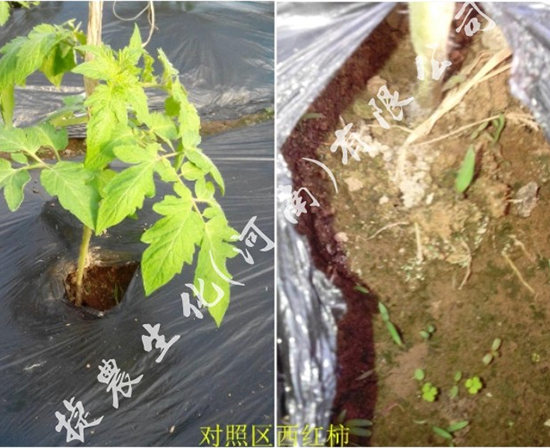大棚西红柿,西红柿肥料,西红柿根系弱